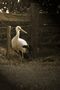 Storch von Masterdiving 