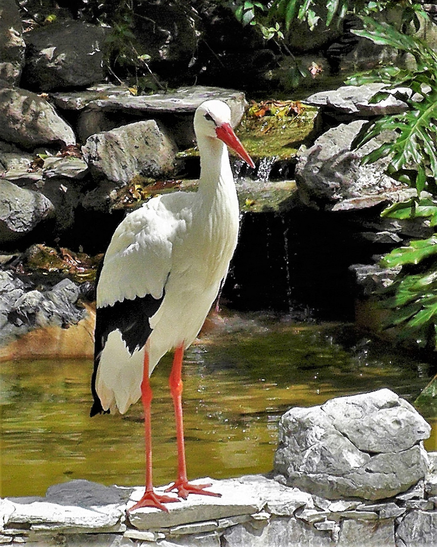 Storch 