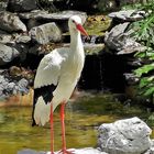 Storch 