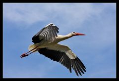 Storch