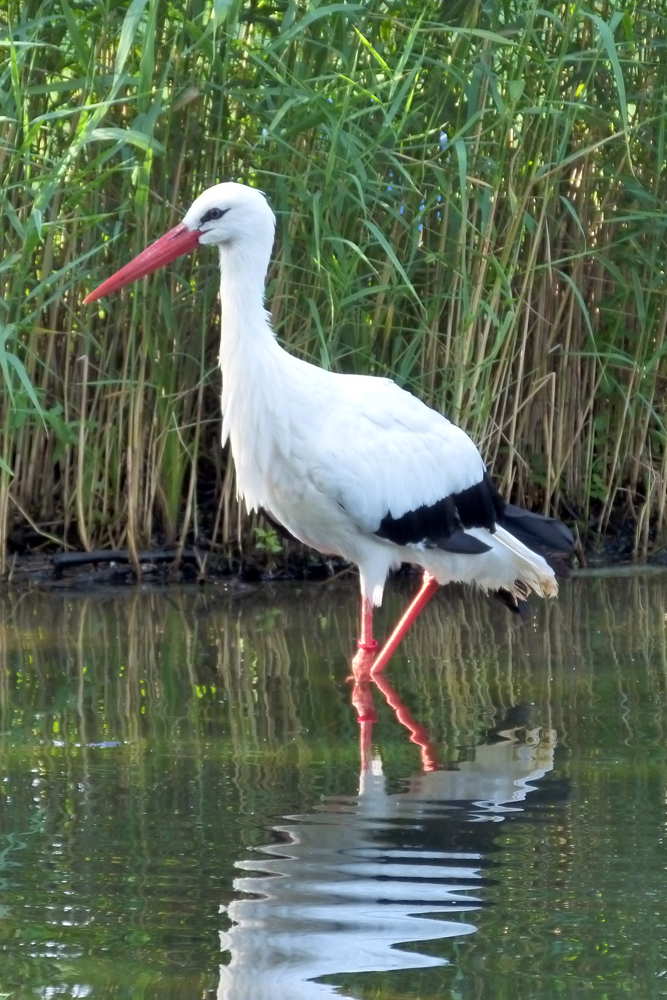 Storch