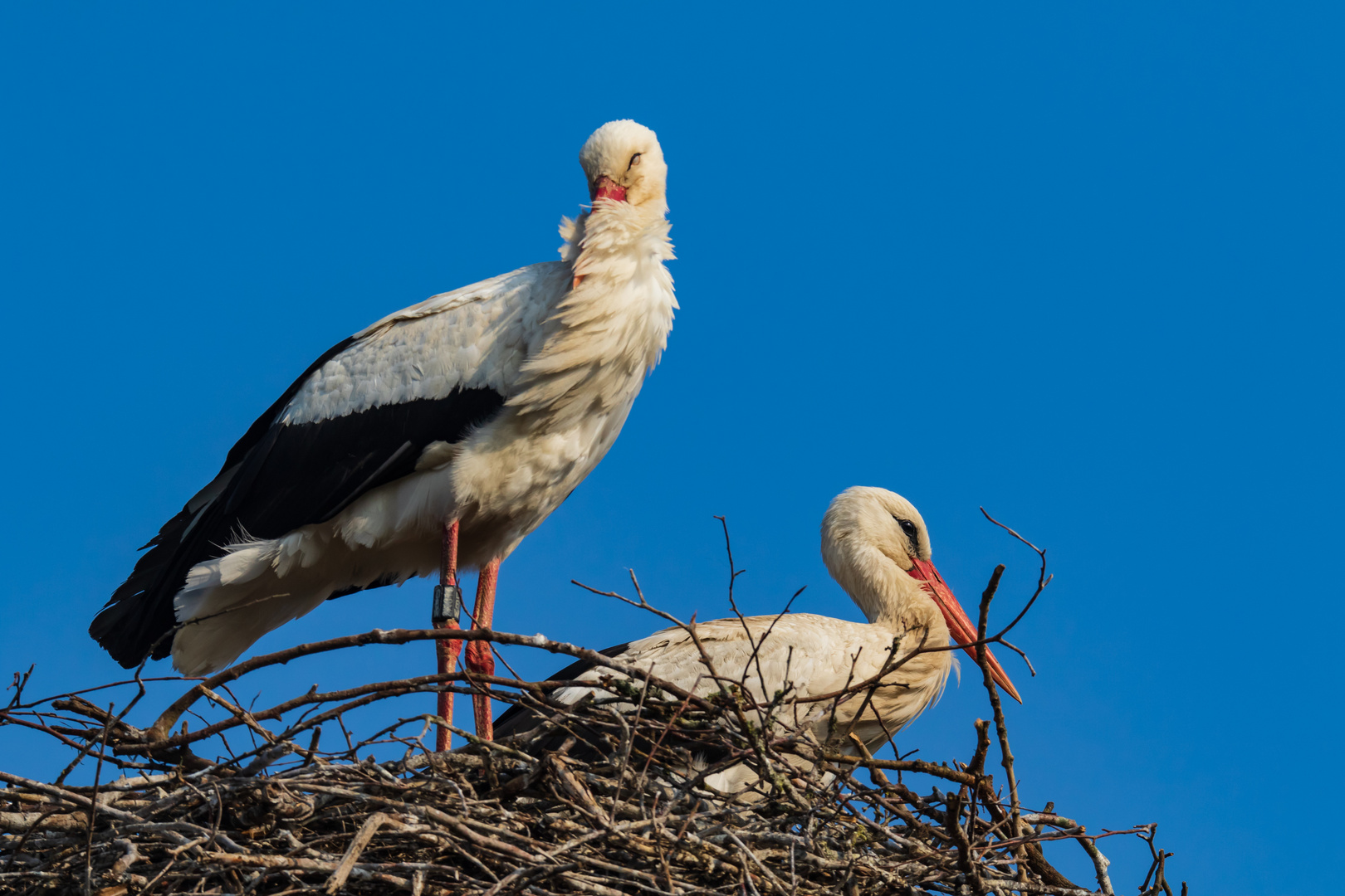 Storch