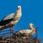 Storch