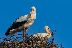 Storch