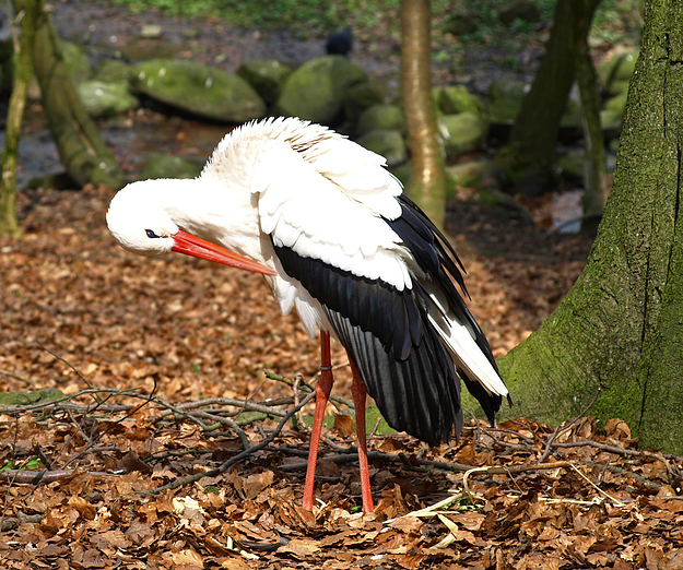 Storch