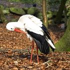 Storch