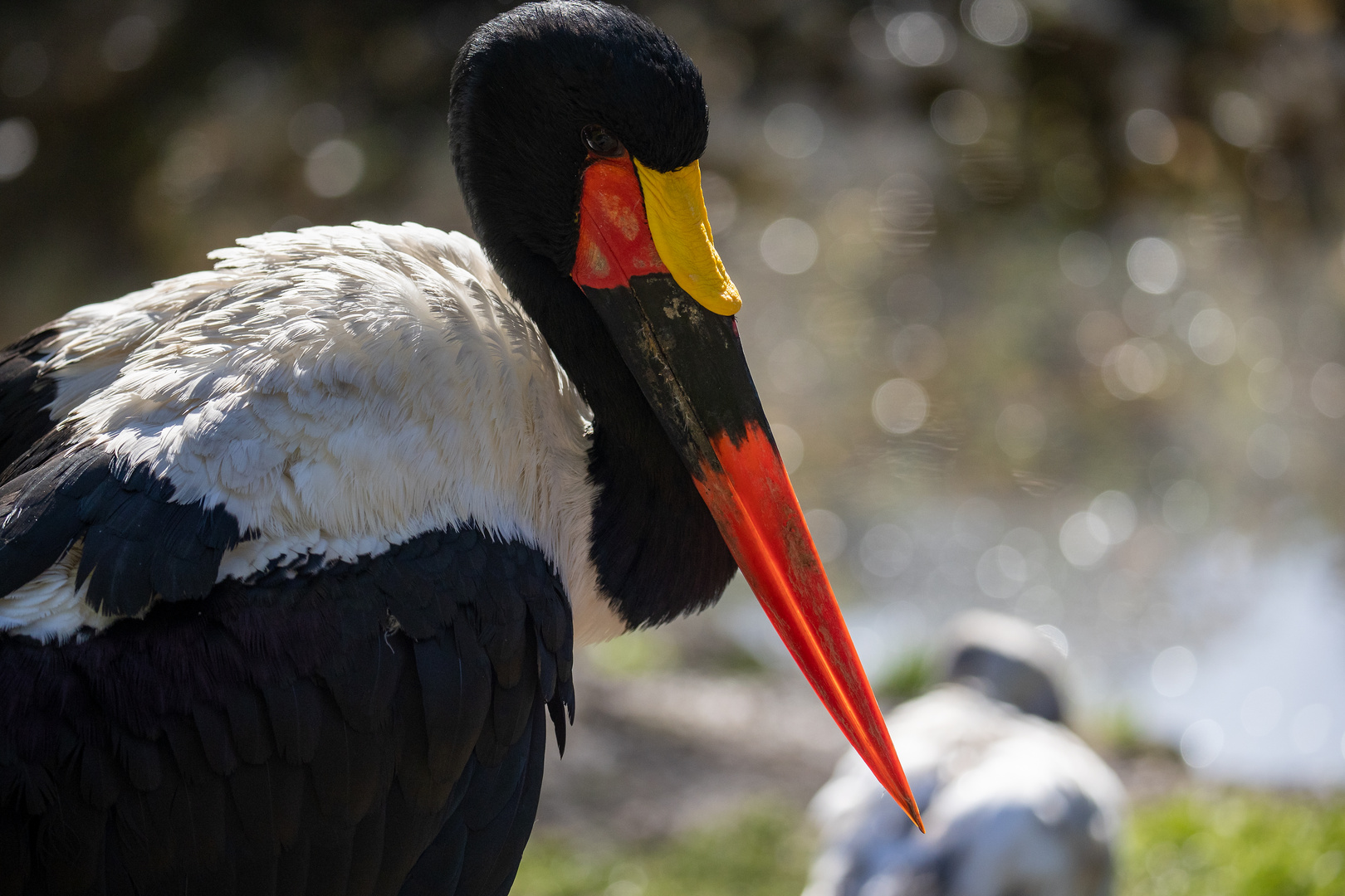 Storch