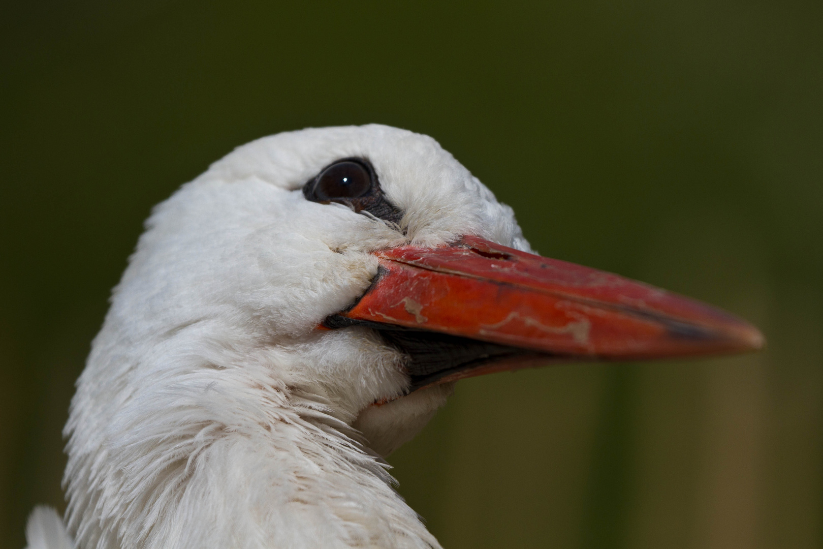 Storch