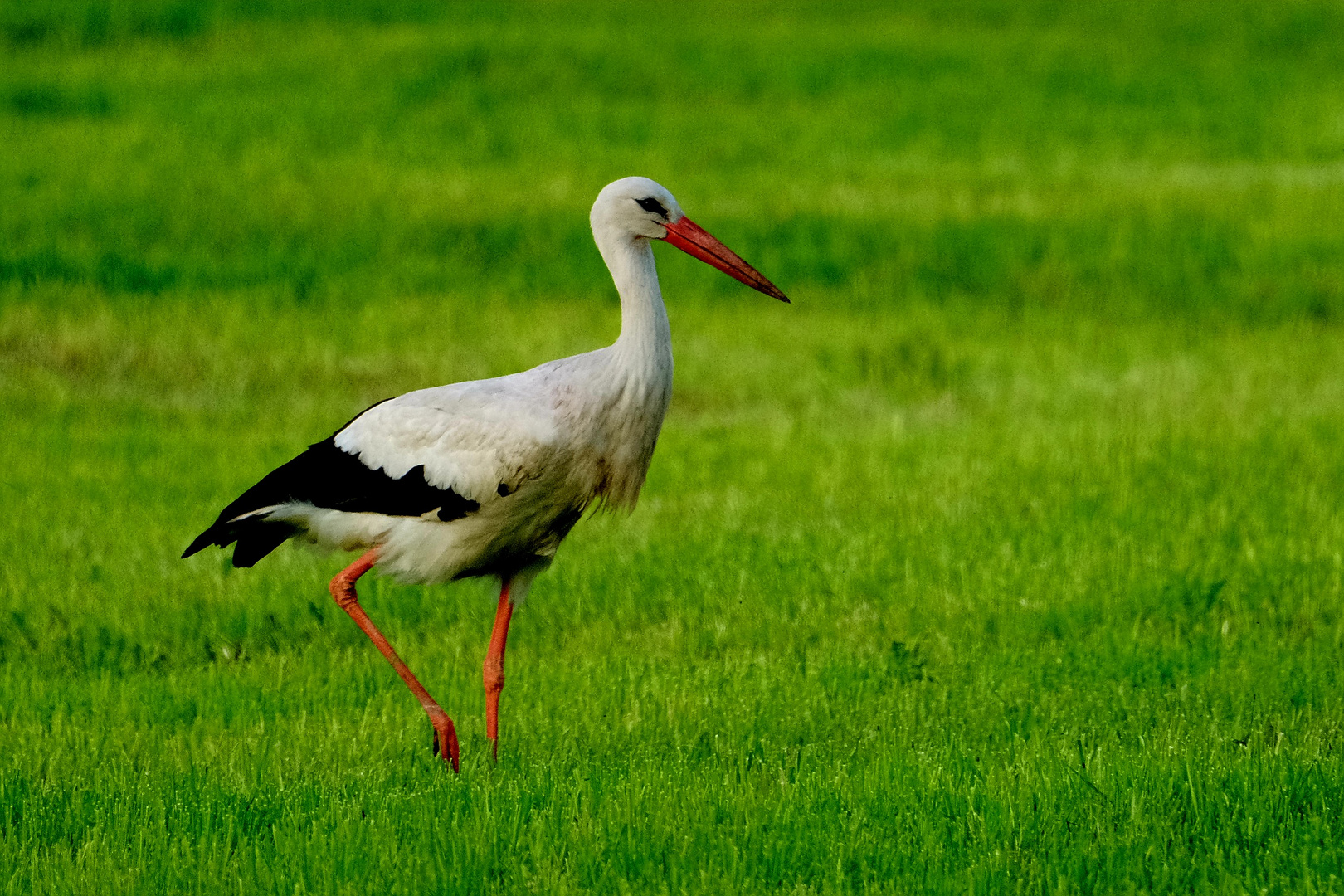 Storch