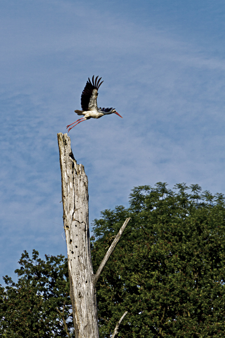 Storch