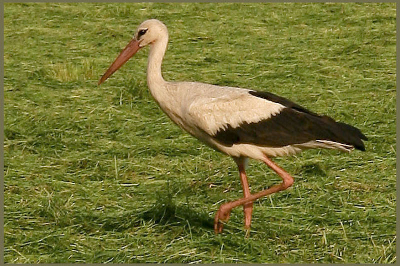 STORCH