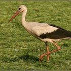 STORCH