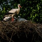 Storch