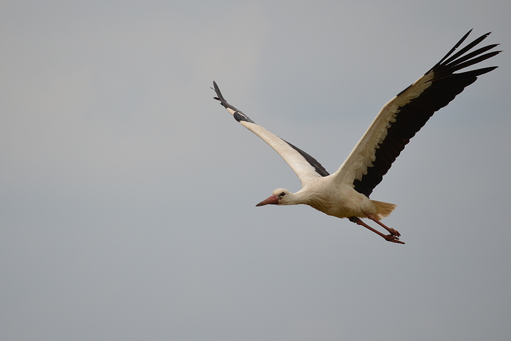 Storch