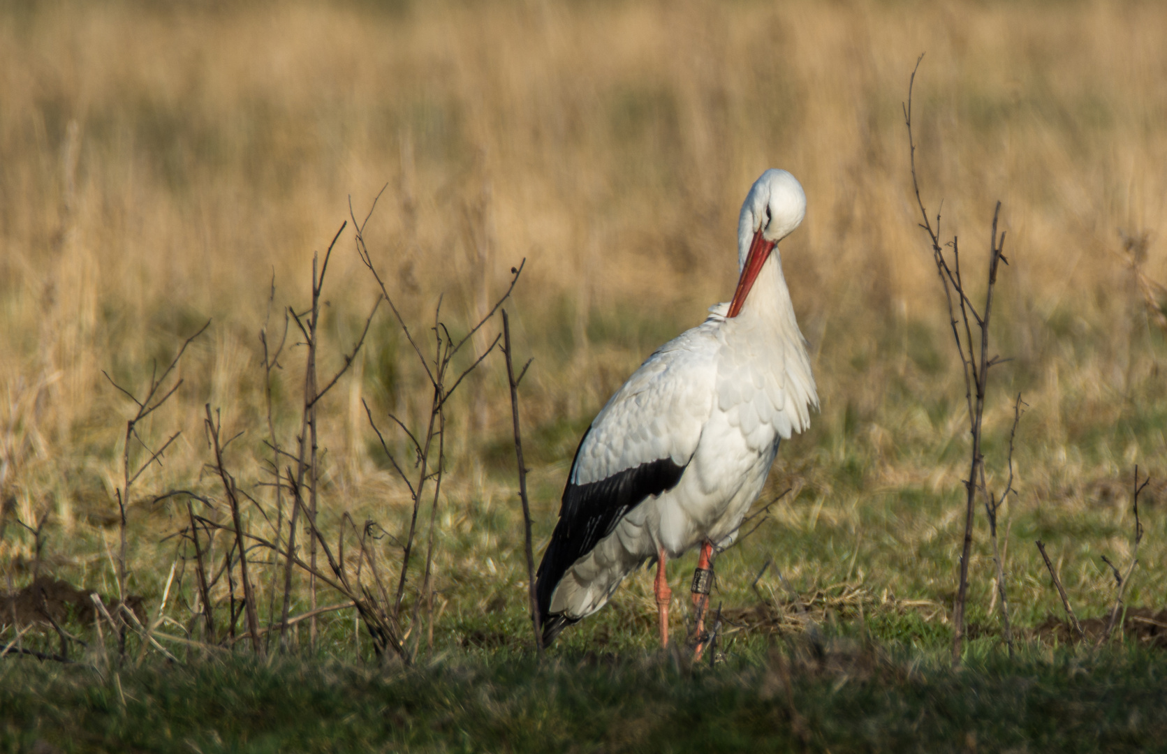 Storch