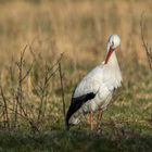 Storch