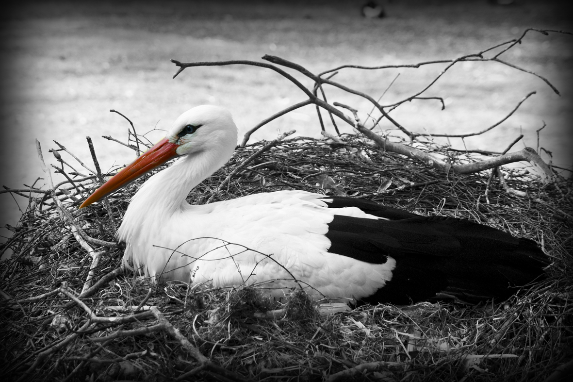 Storch