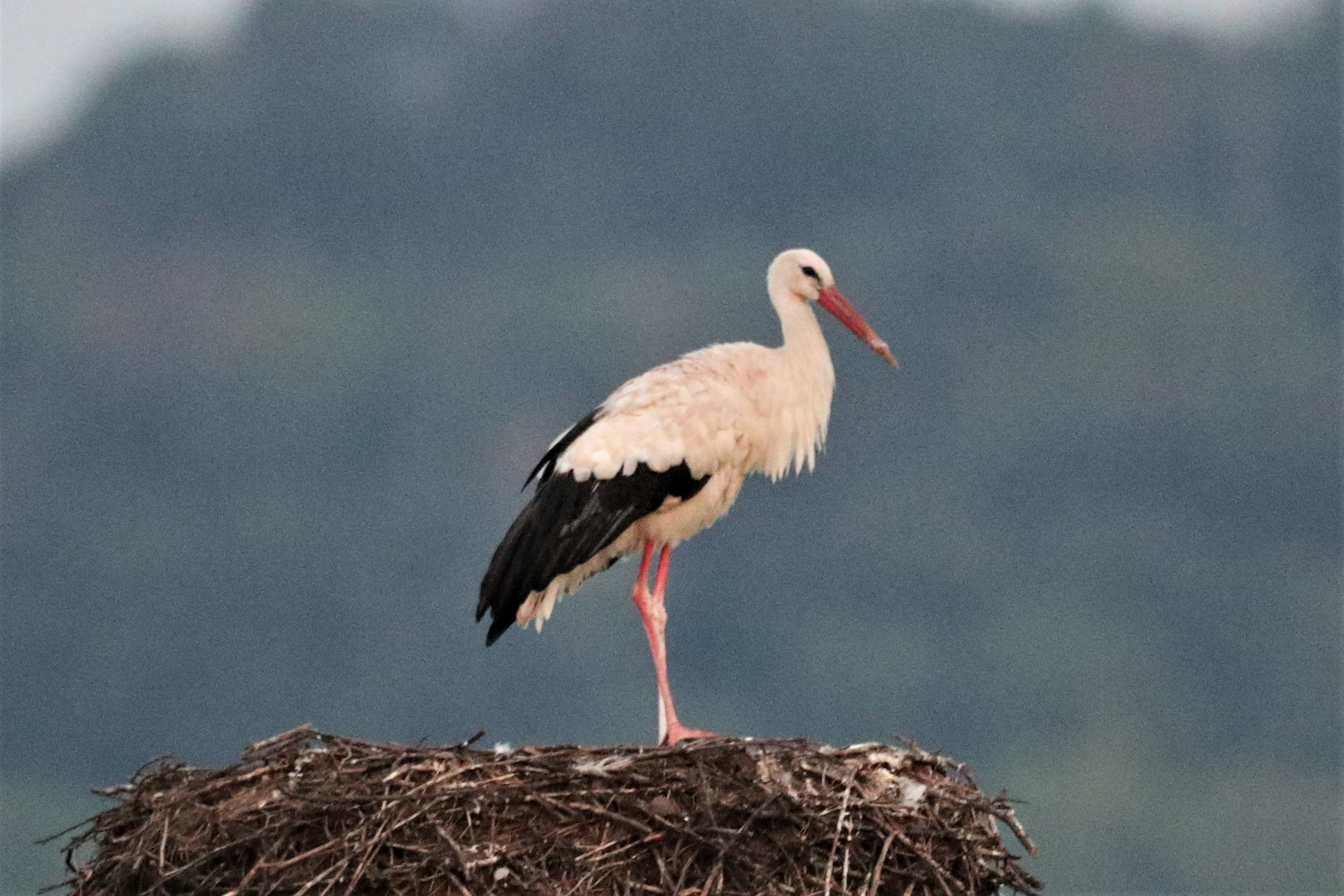 Storch