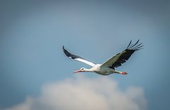 Storch