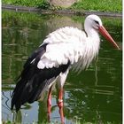 Storch