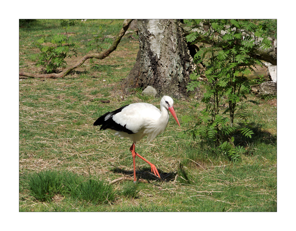 Storch