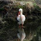 Storch