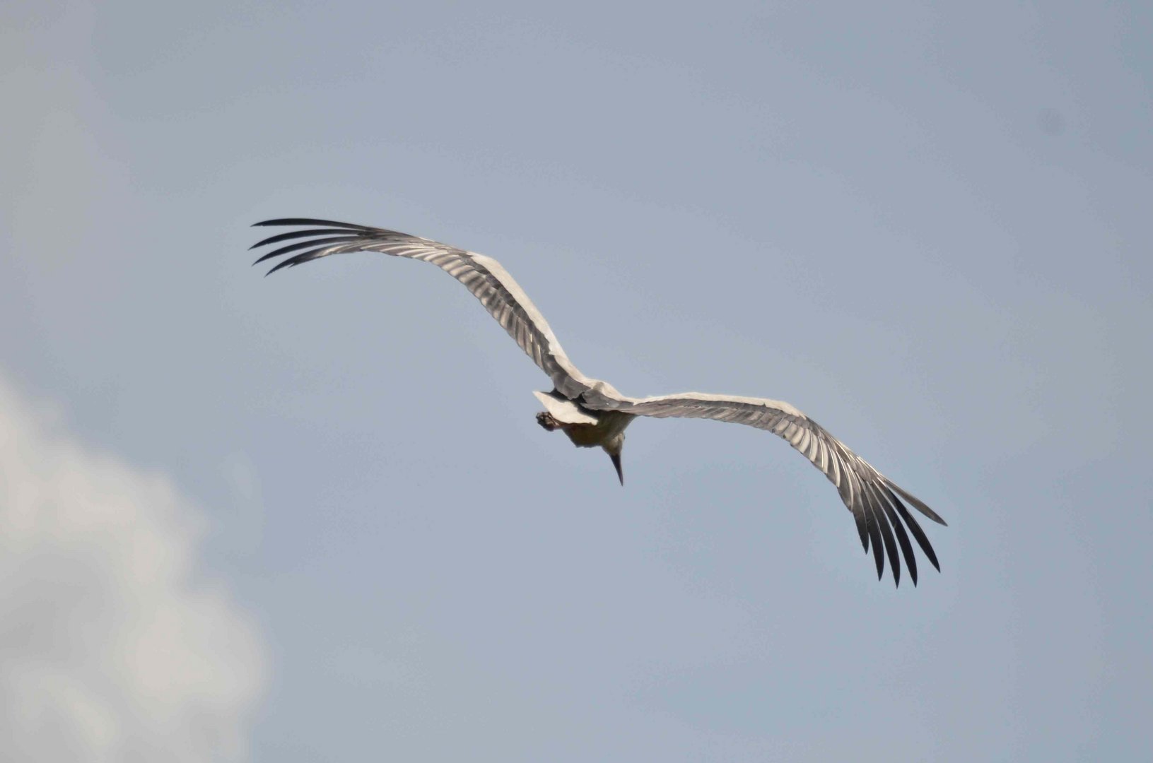 Storch 