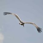 Storch 