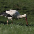 Storch