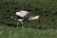 Storch