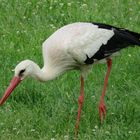 Storch