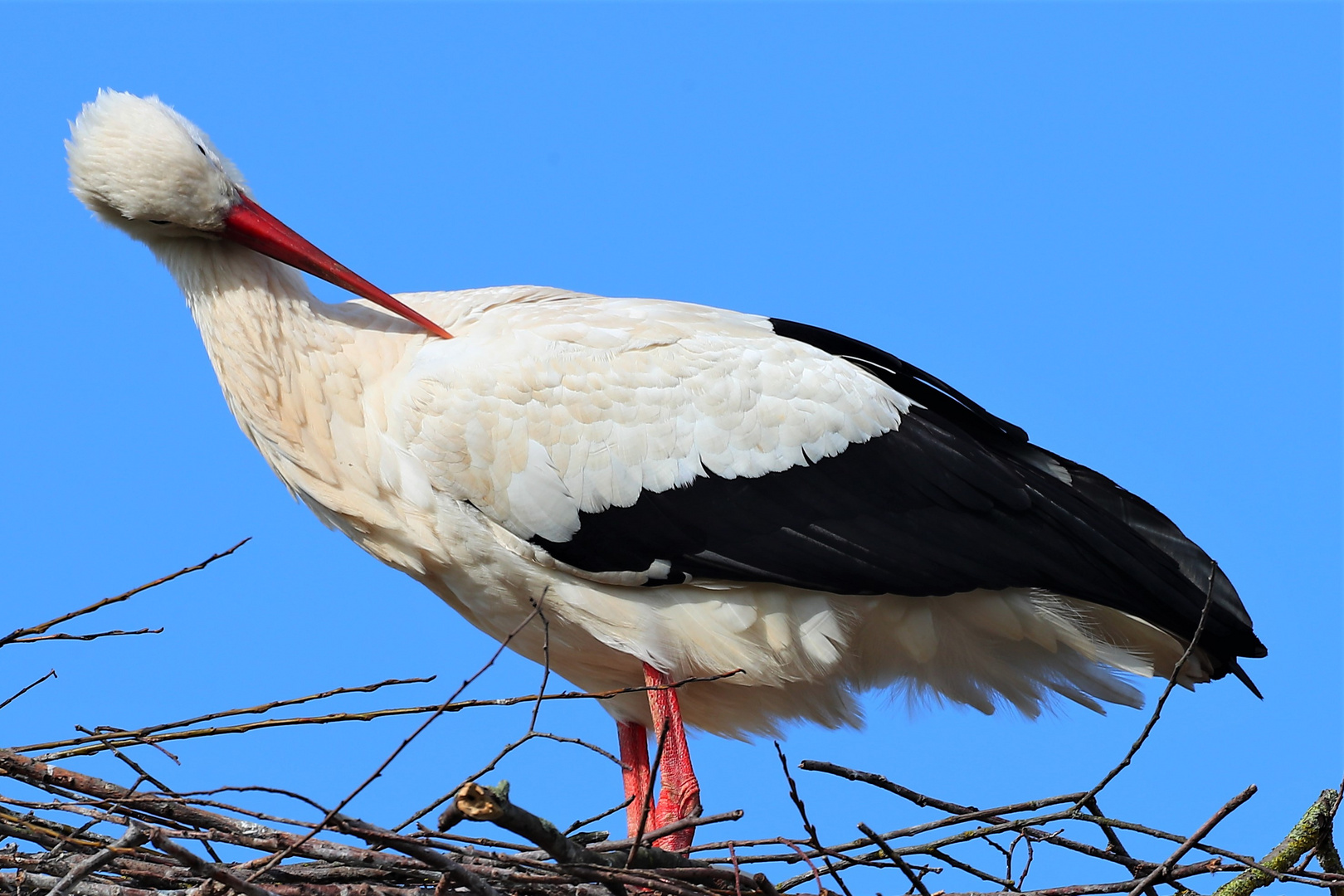 Storch