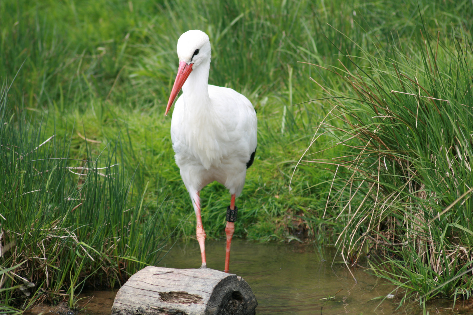 Storch