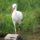 Storch