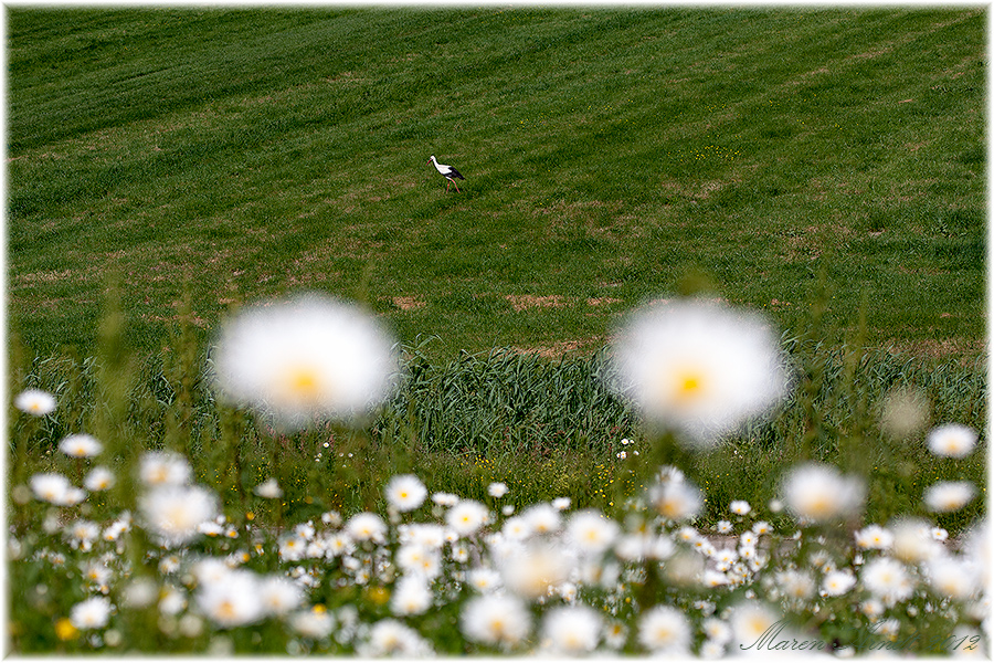 Storch