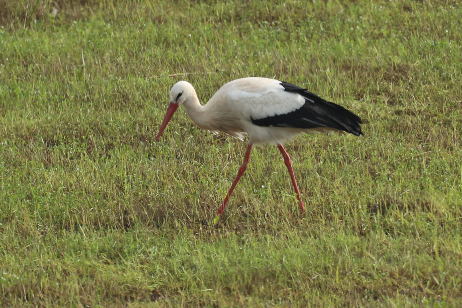 Storch