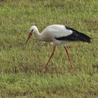 Storch