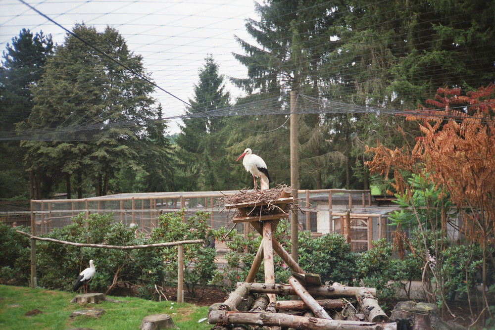 Storch