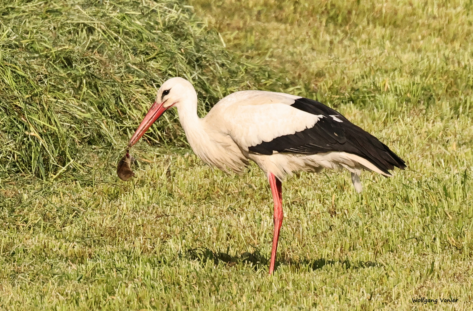 Storch 