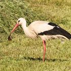 Storch 