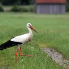 Storch