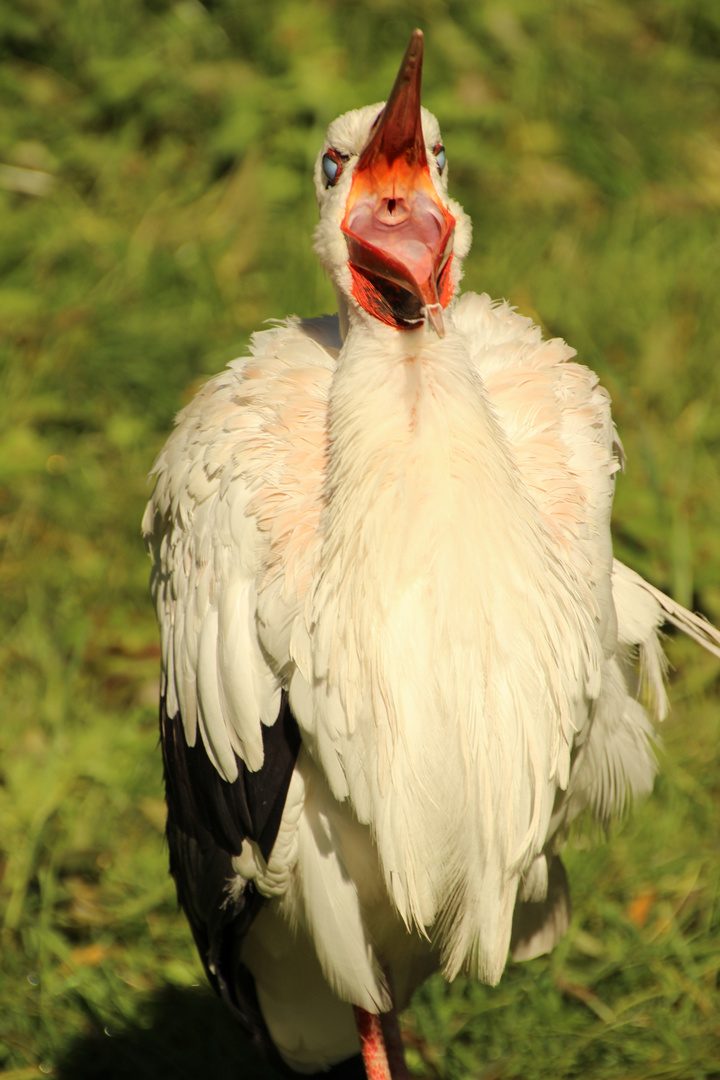 Storch