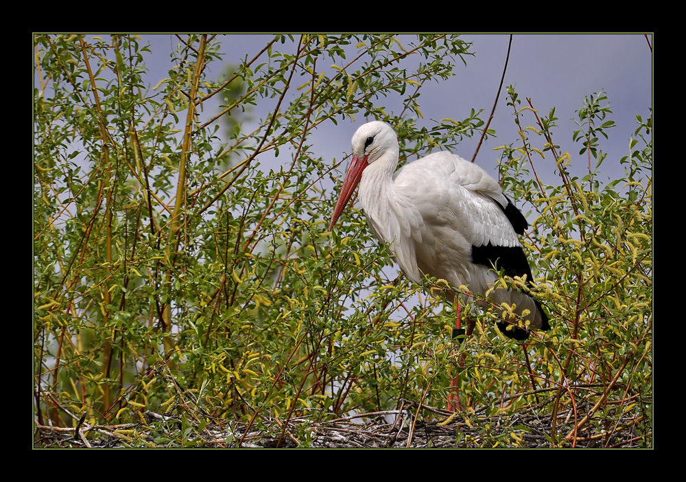 Storch