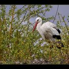 Storch