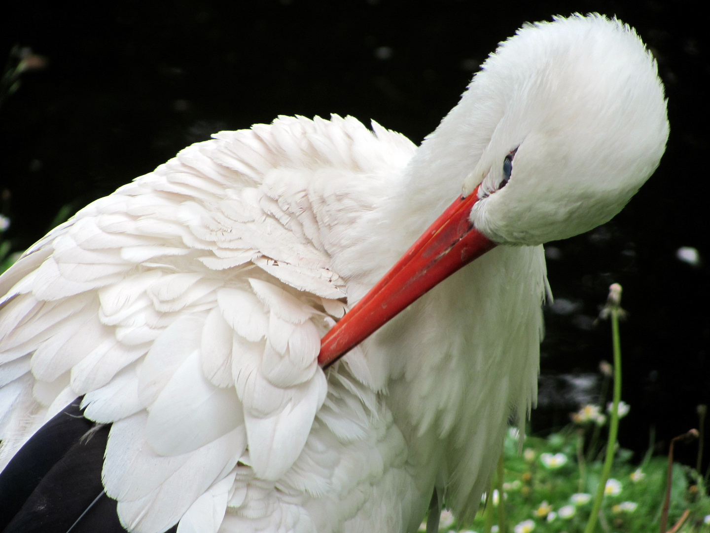 Storch