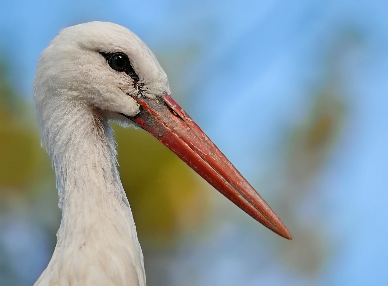 Storch