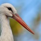 Storch