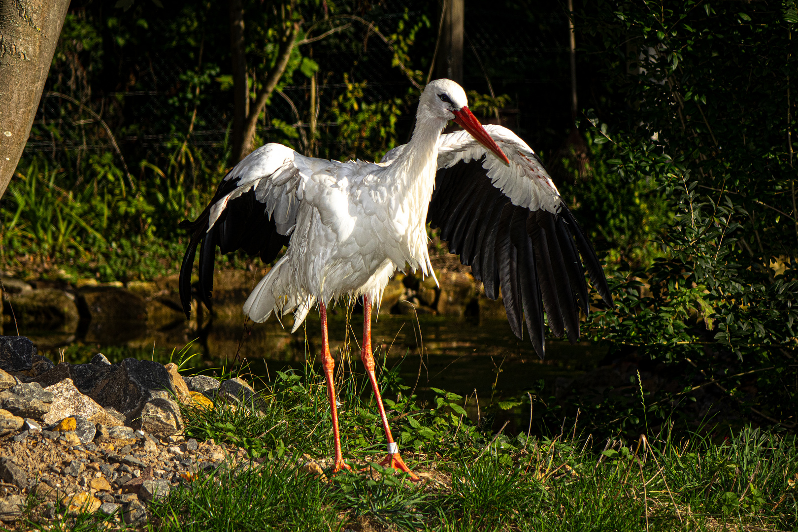 storch