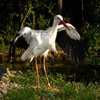 storch