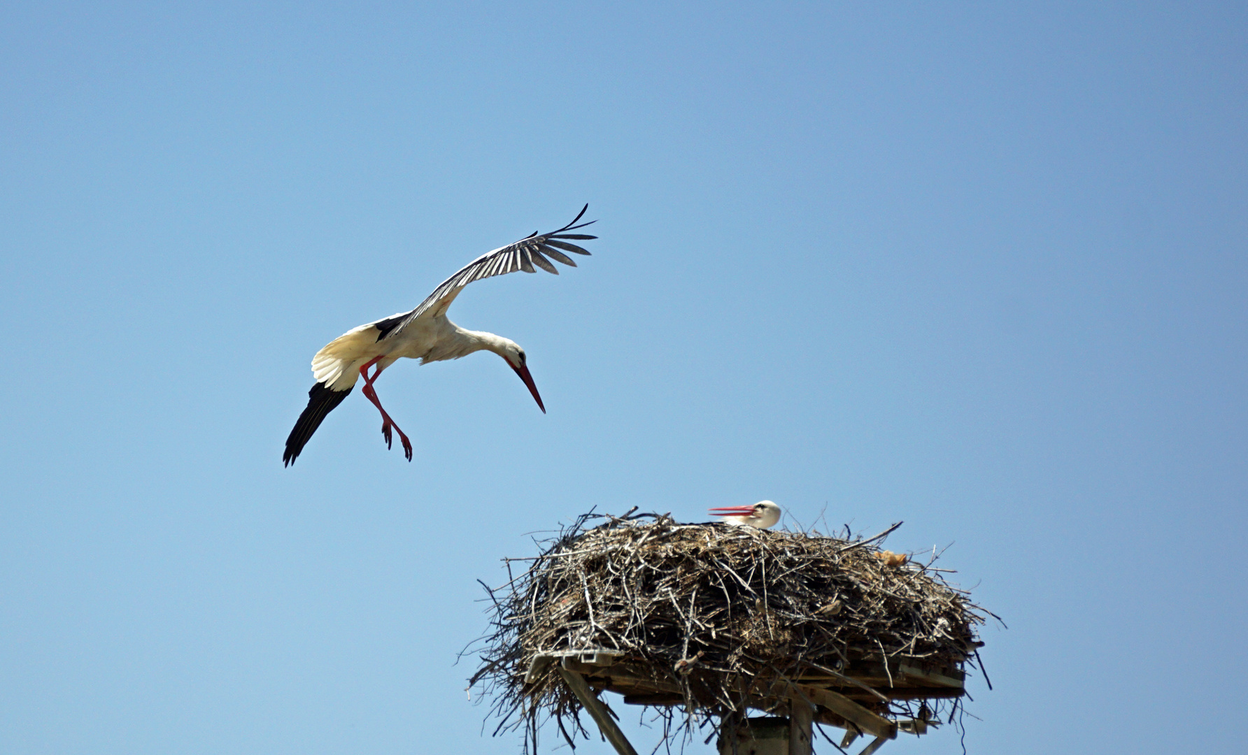 storch